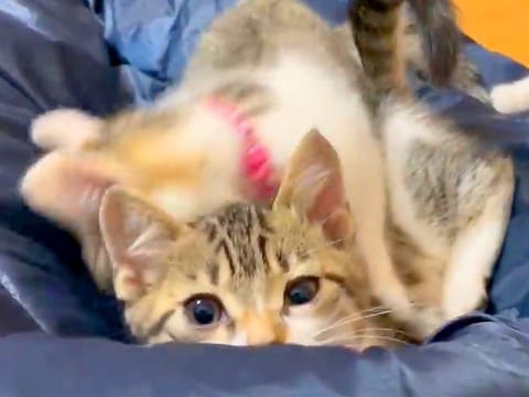 6匹の子猫にベッドをゆずったパパ→床で寝ようとした結果…不憫すぎる『まさかの展開』に「うらやましいw」「安眠は諦めよう」と爆笑