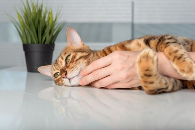猫をなでる手