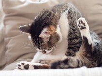 猫が『なでられた場所をすぐに舐める』理由5つ　嫌がっているの？誤解されがちな行動の意味とは