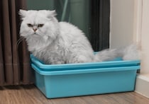 猫が排泄した後の『おしり』は拭いてあげるべき？　汚れているときの対処法や清潔を保つコツ