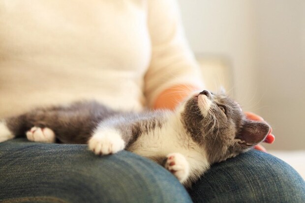 膝の上の猫