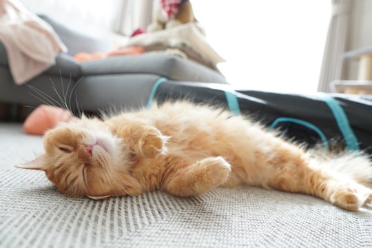 猫と暮らしてから気づく『意外な習性』4選 不思議な行動や習慣の意味とは?