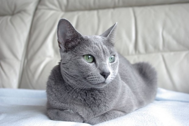 リラックスする猫