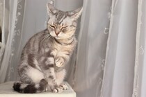 猫が聞きたくない『嫌いな音』の特徴4つ　苦手とする理由や驚かせないための工夫