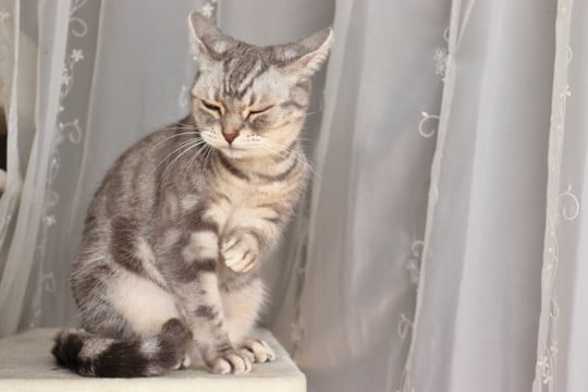 猫が聞きたくない『嫌いな音』の特徴4つ　苦手とする理由や驚かせないための工夫