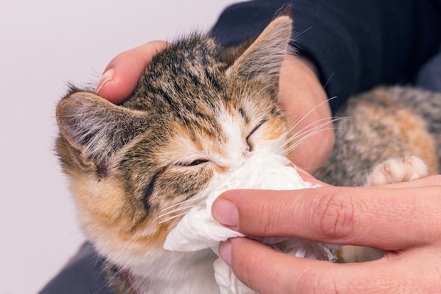 猫とティッシュペーパー