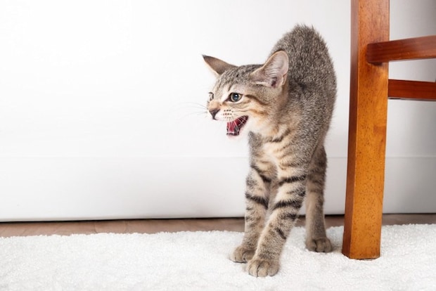 威嚇している猫