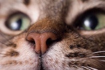 猫が『自分の鼻を舐める』ときの理由4つ　緊張しているサイン？仕草に隠された意味とは
