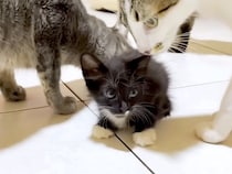 保護子猫が６匹の先住猫と初対面→みんなで近寄ってきて…微笑ましい『はじめましてのご挨拶』に反響「優しい先輩」「大丈夫そうだね」