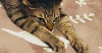 ホットカーペットの上で『くつろぐ猫』を見たら…完全に脱力している『微笑ましい瞬間』に１万いいね「ペショｗ」「本当に愛らしい」