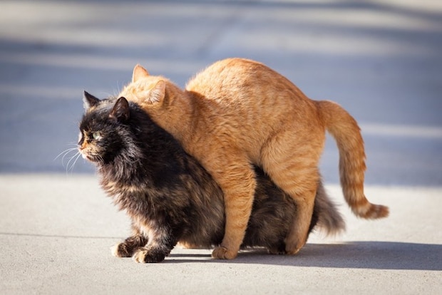 猫の交尾