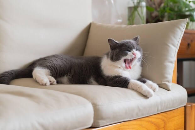 まったり過ごす猫