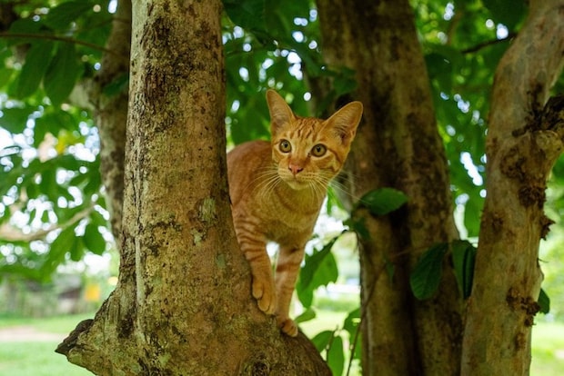 木に登る猫