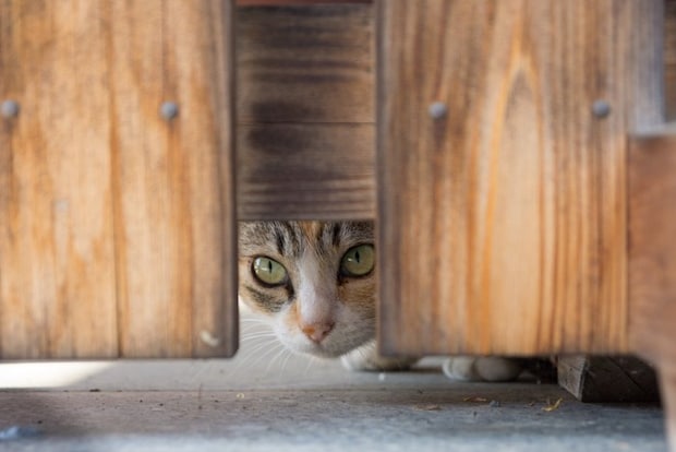 隙間から覗く猫