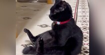 たくましい体勢で『座っている猫』を見ていると…『予想外の展開』が可愛すぎると13万表示「姿勢がいいね」「腹筋鍛えてたのかなｗ」