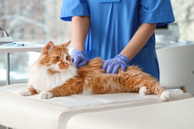 受診する猫