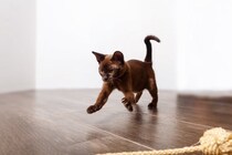 『運動オンチな猫』がやりがちな行動3選　思わぬケガや事故を防ぐための対策術も