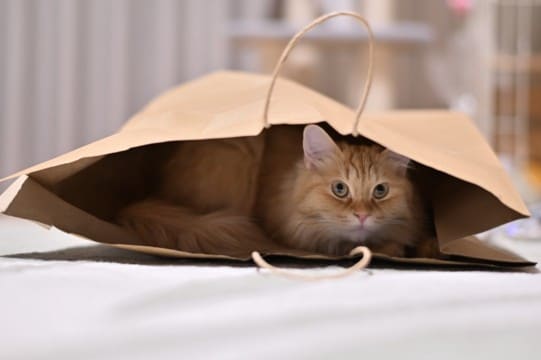 猫を『不幸にさせる』飼い主の特徴5つ　決して他人事ではない？すぐに見直すべき理由も解説