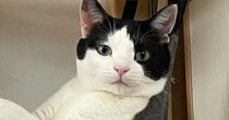 ハンモックでくつろいでいた猫→人間のように使いこなす『まさかの光景』に「片手にワイングラスが見える」「貴族さまや」と１万いいね