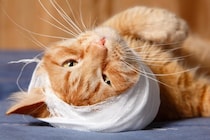 飼い猫の頭蓋骨を削って「豆粒大の腫瘍」を取り出す難しい手術が、無事成功　英国