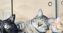 机の上でくつろぐ3匹の猫を見たら…まさかの『ウユニ塩湖』のような素敵な光景に「室内の絶景ｗ」「想像以上にウユニ塩湖ｗ」と41万表示