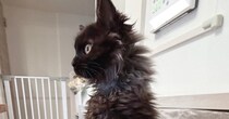 子猫を保護したと思っていたのに……まるで別の動物のような『まさかの瞬間』に１万いいね「長靴を履いて喋りだすよ」「猫背とはｗ」