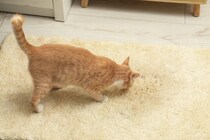 猫が『新しい敷物』に夢中になる理由4つ　上に乗りたがる心理や目的も解説