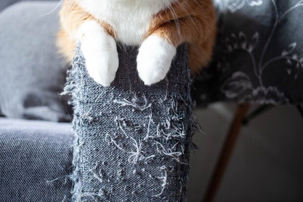 爪とぎでボロボロのソファで寛ぐ猫