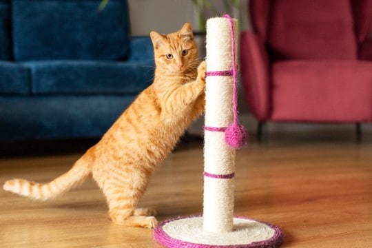 猫との生活でよくある『困った行動』5選 思わず頷くあるあるから対処法までご紹介