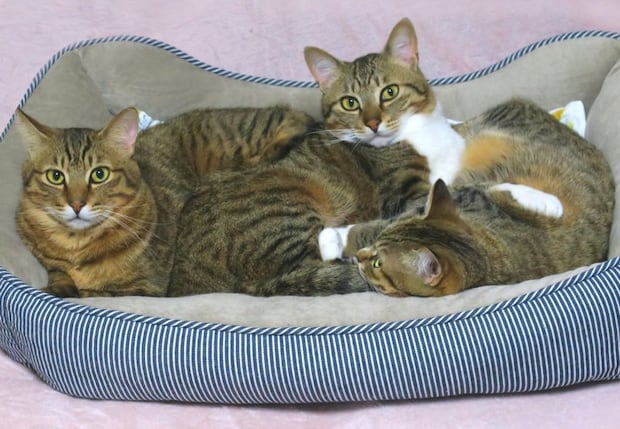 三匹の猫
