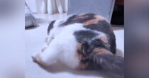 寝転がりながらおもちゃで遊ぶ猫を『後ろ側』から見た結果…たまらにゃい『お尻の動き』に５万いいね「ツンツンしたくなる」「元気出たｗ」