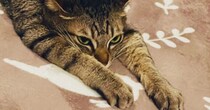 ホットカーペットの上で『くつろぐ猫』を見たら…完全に脱力している『微笑ましい瞬間』に１万いいね「ペショｗ」「本当に愛らしい」