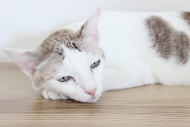 退屈な猫