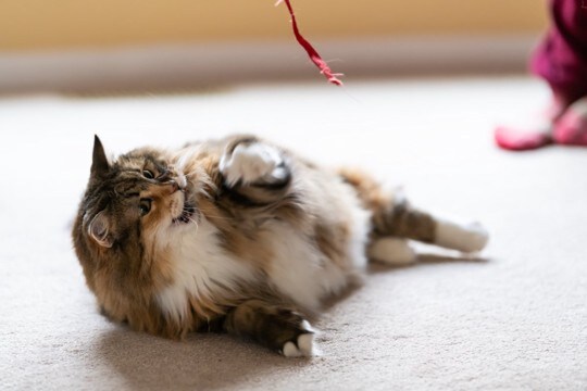 猫との『遊びをサボる』と起こりうるトラブル3つ 心身に与える影響から上手な遊び方まで