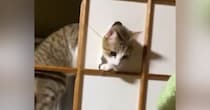 障子の枠に登った猫→飼い主さんの『目の前』で…想像以上に堂々とした『現行犯の光景』が56万再生「逮捕逮捕ｗｗ」「もう笑うしかないｗ」