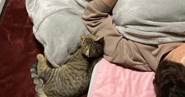 眠っているところを娘にこっそり撮られて……猫４匹の『まさかの配置』に爆笑の声続出「幸せすぎるね」「寝返り無理そうｗ」と１万いいね