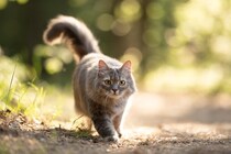 猫の『歩き方』にまつわる4つの知識　静かに歩ける理由や体のしくみなどを解説