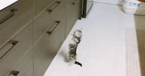 高いところに登ろうと『何度も挑戦する子猫』→微笑ましい光景に「思わず応援しちゃったｗ」「めちゃめちゃ可愛い」「たまらん」と反響