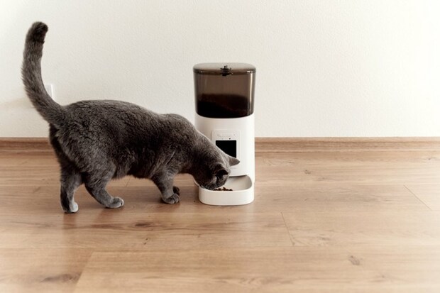 自動給餌器でご飯を食べる猫