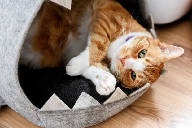 猫の隠れ家