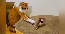 鳥のおもちゃを見つめる猫→次の瞬間……予想と違う『優しすぎる遊び方』に癒される人が続出「育ちが良いｗ」「トントン相撲的な」
