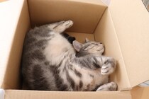 猫の体が『やわらかい』理由3つ　身体の仕組みや柔軟性の役割も解説