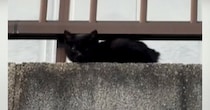 保護されたばかりで『怯えていた子猫』が、30分後には……まさかの『変化』に感動の声「うれしくて泣けてくる」「出会えてよかった」