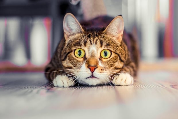 衝撃を受ける猫