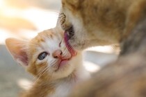 猫の『性格形成』を左右する5つの要因　遺伝や環境が与える影響とは