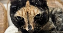 個性的な柄を持つサビ猫→顔を見ると、十文字のような模様があり…思わず見入ってしまう光景が108万表示「素敵すぎる」「神々しい」と反響