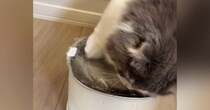 自動給水機のそばで座っていた猫が、次の瞬間…爆笑必至の『とんでもない行動』が62万再生「可愛いから許せてしまうｗ」「大惨事ｗ」