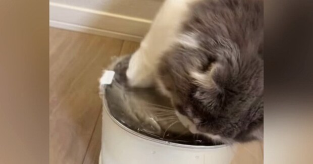 自動給水機のそばで座っていた猫が、次の瞬間…爆笑必至の『とんでもない行動』が62万再生「可愛いから許せてしまうw」「大惨事w」