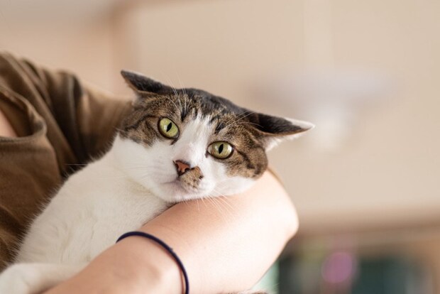 抱っこされてイカ耳になる猫