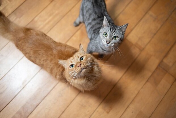 おねだりする猫